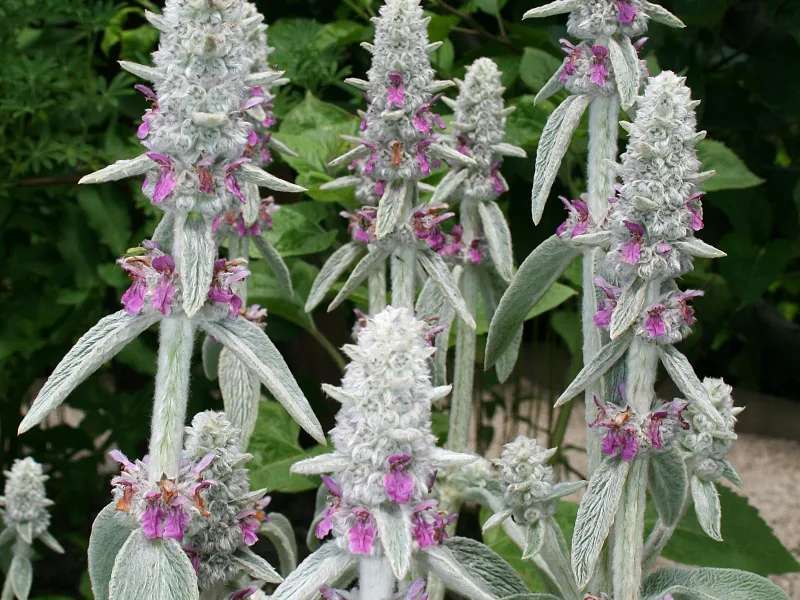 Lamb's ear (Stachys byzantina)