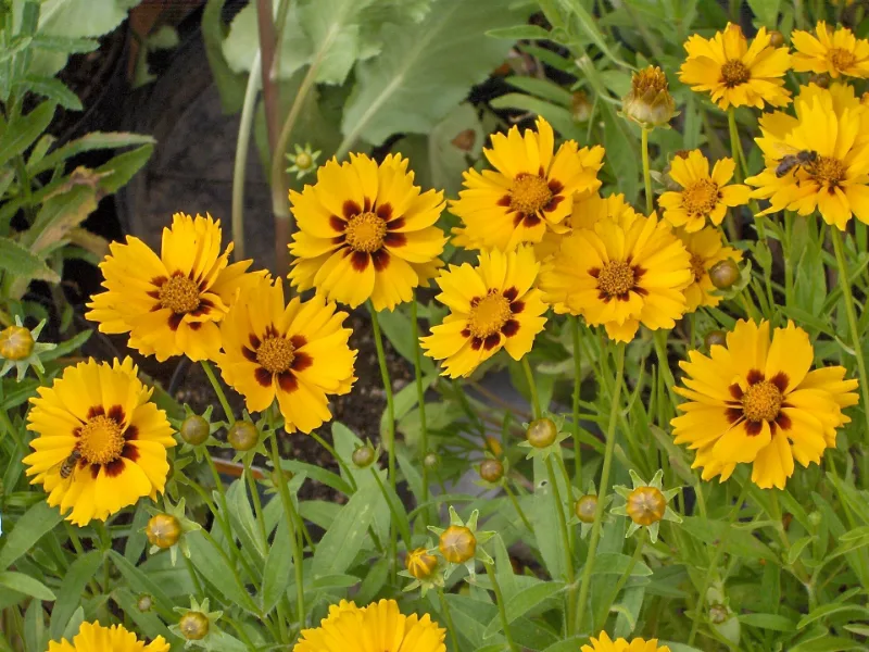 Lanceleaf coreopsis (Coreopsis lanceolata) in flower