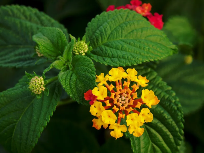Lantana (Lantana camara) in flower