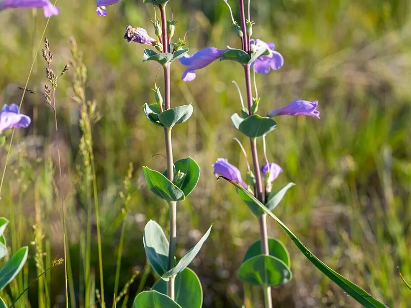 Large beardtongue (Penstemon grandiflorus) in flower