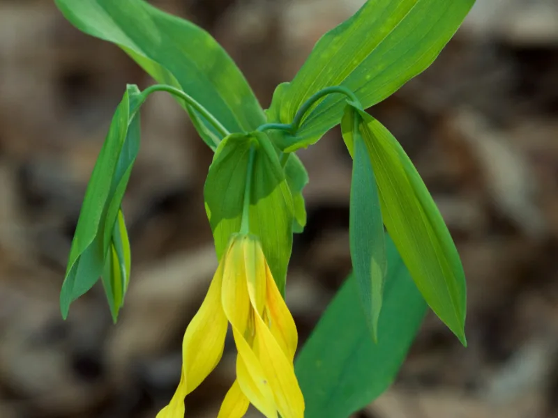 Large-flowered bellwort (Uvularia grandiflora) in flower