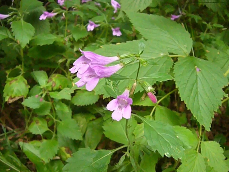Large-flowered calamint (Calamintha grandiflora) in flower