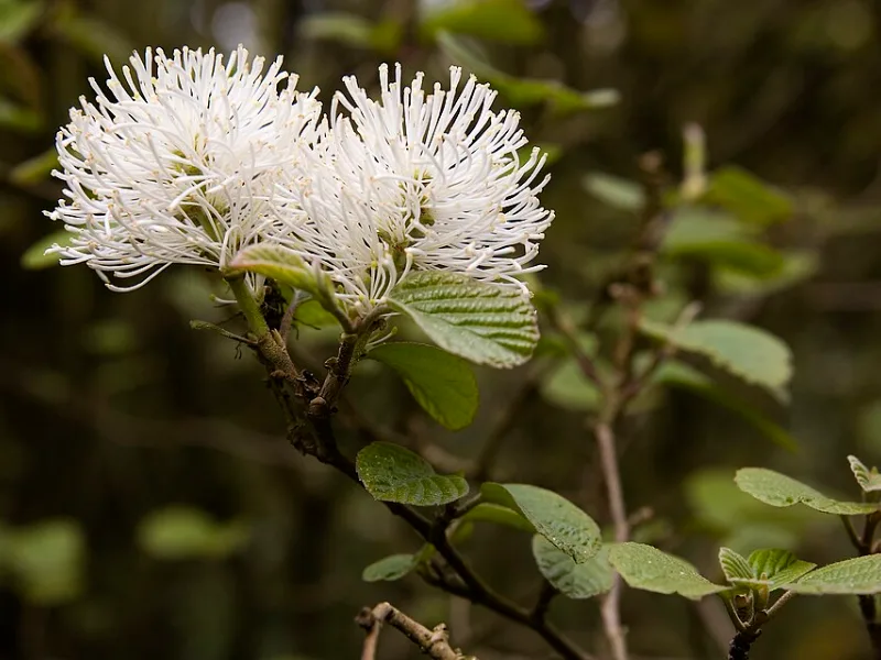 Large fothergilla (Fothergilla major) in flower