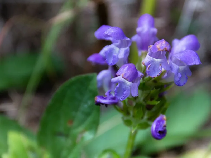 Large self-heal (Prunella grandiflora) in flower