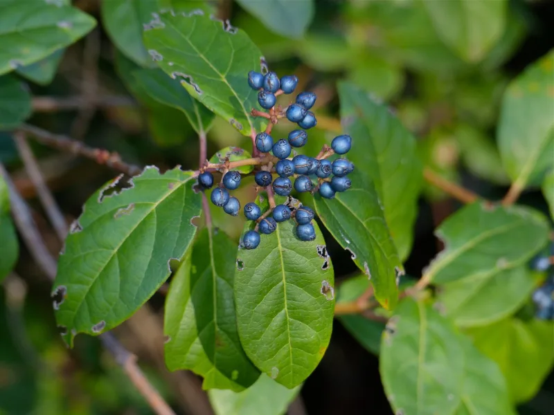 Laurustinus (Viburnum tinus) in flower