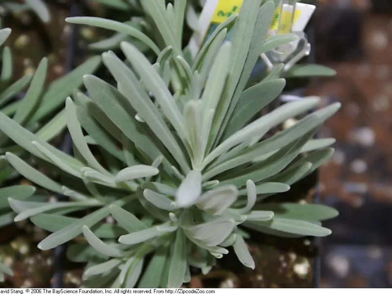 Lavandin 'Grosso' (Lavandula x intermedia 'Grosso') in flower