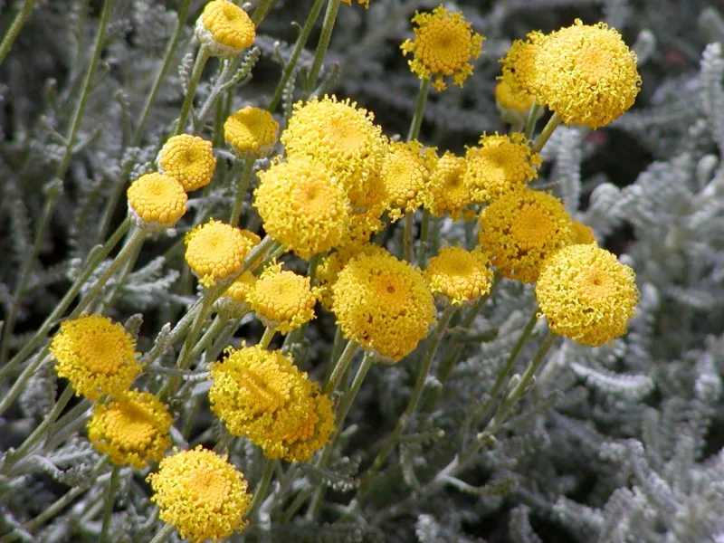 Lavender cotton (Santolina chamaecyparissus) in flower