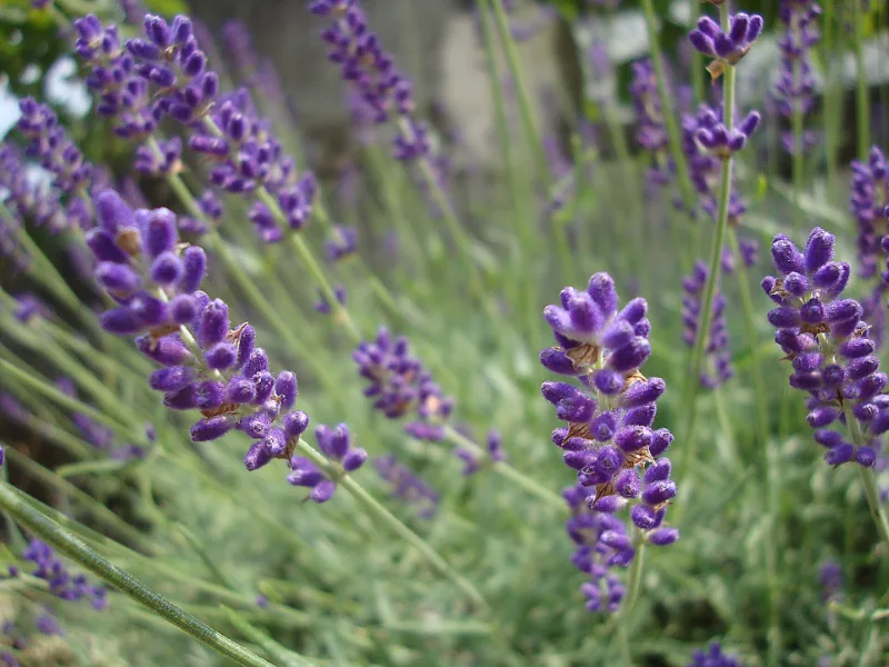 English lavender 'Hidcote' (Lavandula angustifolia 'Hidcote') in flower