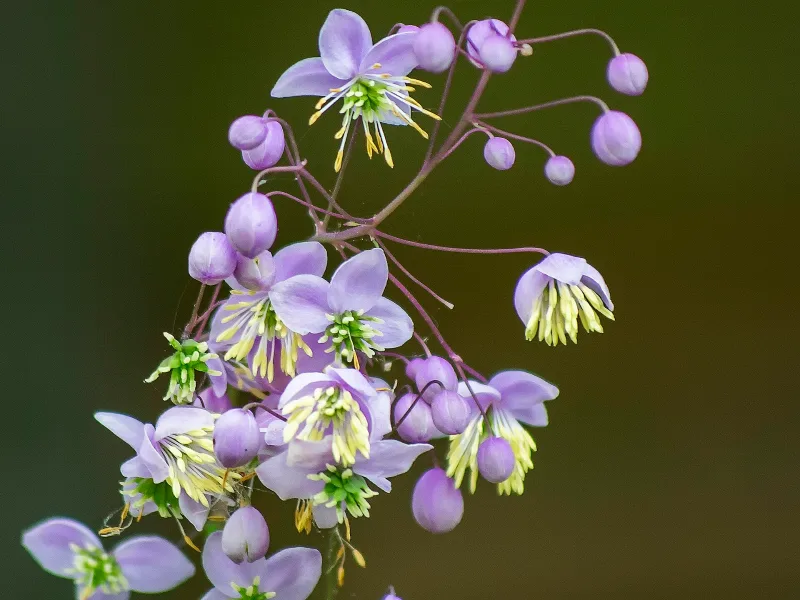 Lavender mist meadow rue (Thalictrum rochebruneanum) in flower