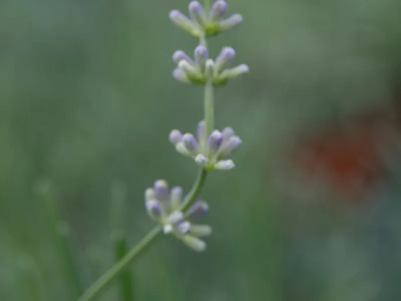 Lavandin 'Provence' (Lavandula x intermedia 'Provence') in flower