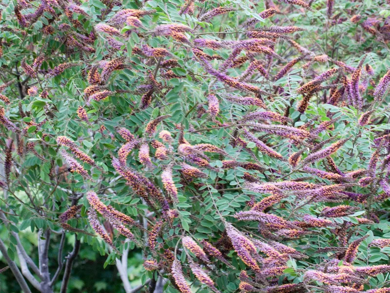Leadplant (Amorpha canescens) in flower
