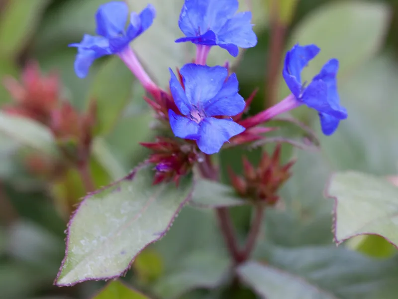 Leadwort (Ceratostigma plumbaginoides) in flower