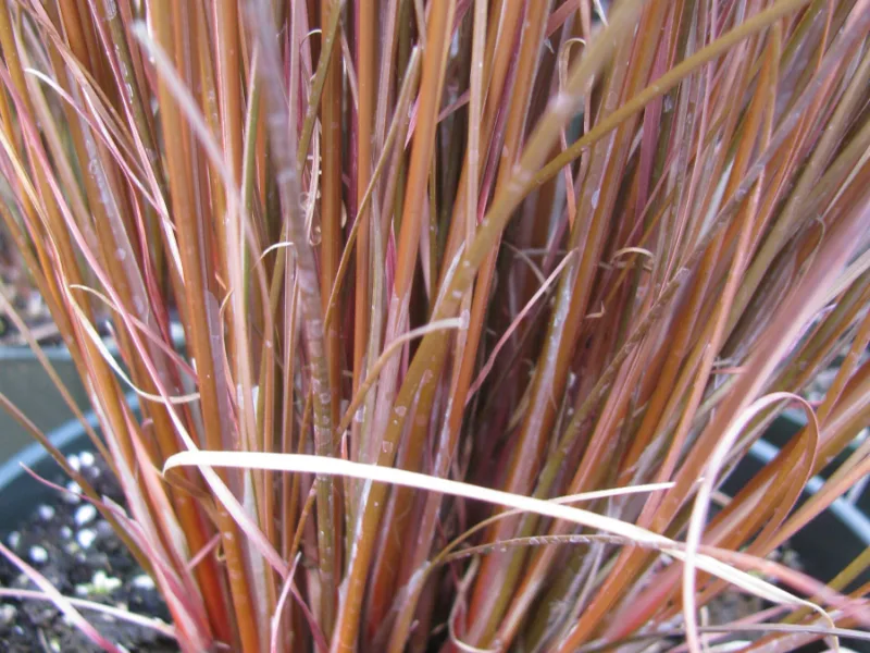 Leatherleaf sedge (Carex buchananii)