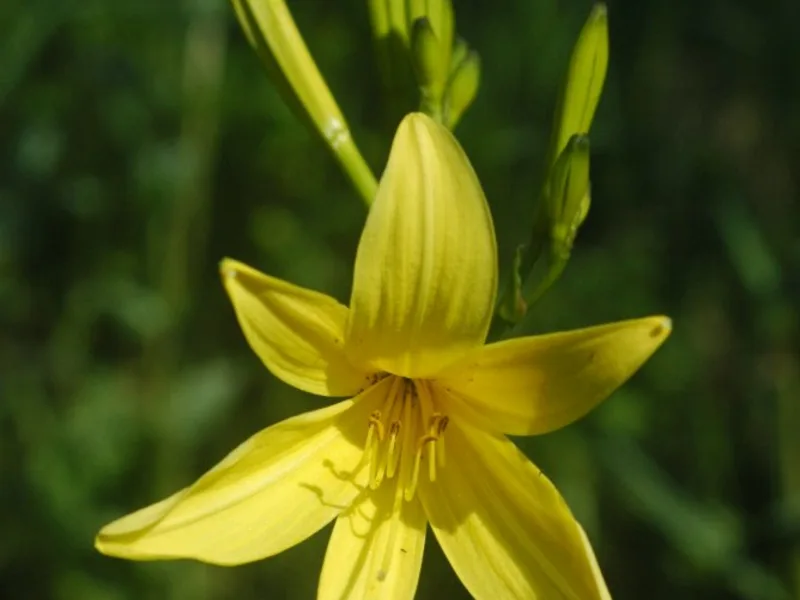 Lemon daylily (Hemerocallis lilioasphodelus) in flower