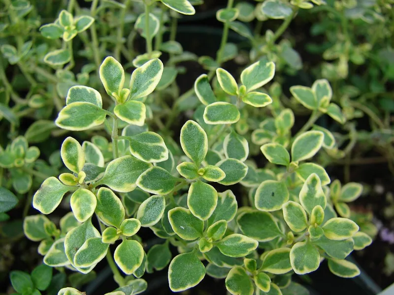 Lemon thyme (Thymus x citriodorus) in flower