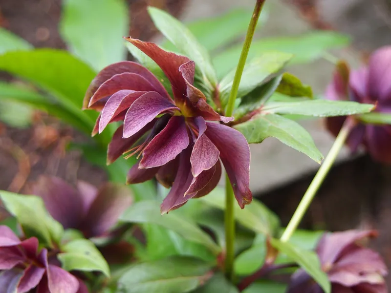 Lenten rose (Helleborus x hybridus) in flower