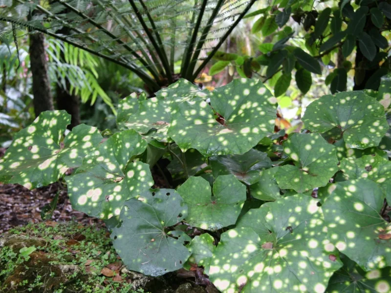 Leopard plant (Farfugium japonicum) in flower