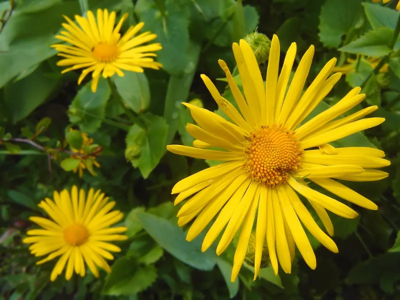 Leopard's bane (Doronicum orientale) in flower
