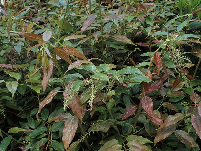 Drooping leucothoe 'Rainbow' (Leucothoe fontanesiana 'Rainbow') in flower
