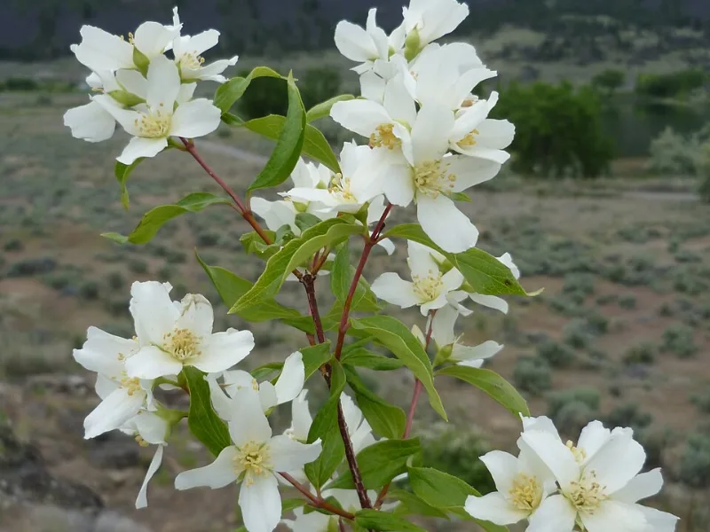 Lewis's mock orange (Philadelphus lewisii) in flower