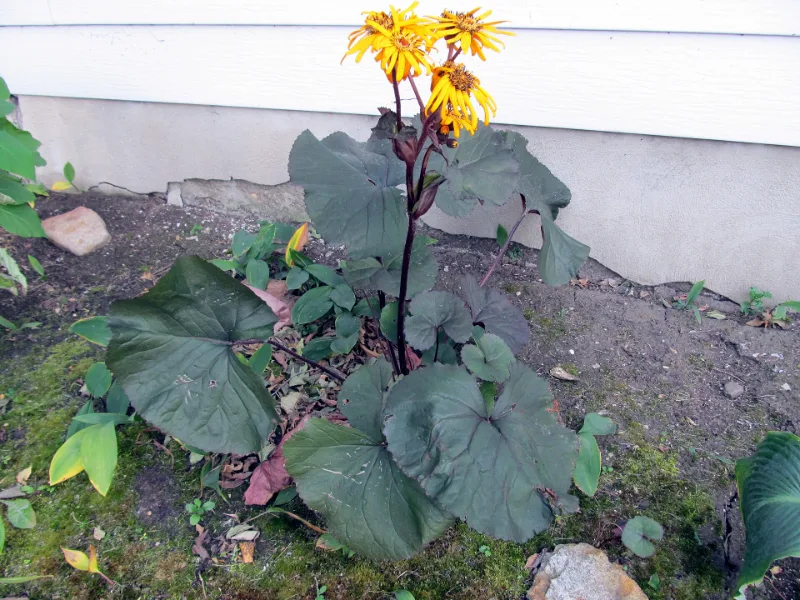 Ligularia 'Britt-Marie Crawford' (Ligularia dentata 'Britt-Marie Crawford') in flower