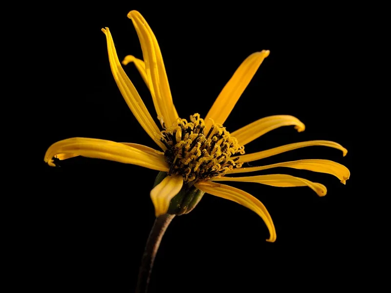 Ligularia 'Desdemona' (Ligularia dentata 'Desdemona') in flower