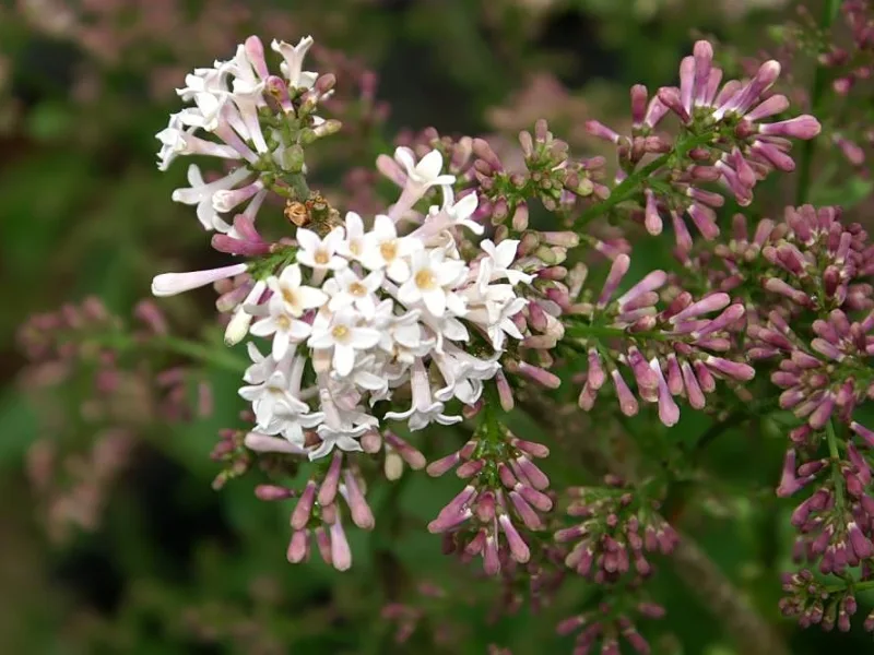 Lilac 'Miss Kim' (Syringa pubescens subsp. patula 'Miss Kim') in flower