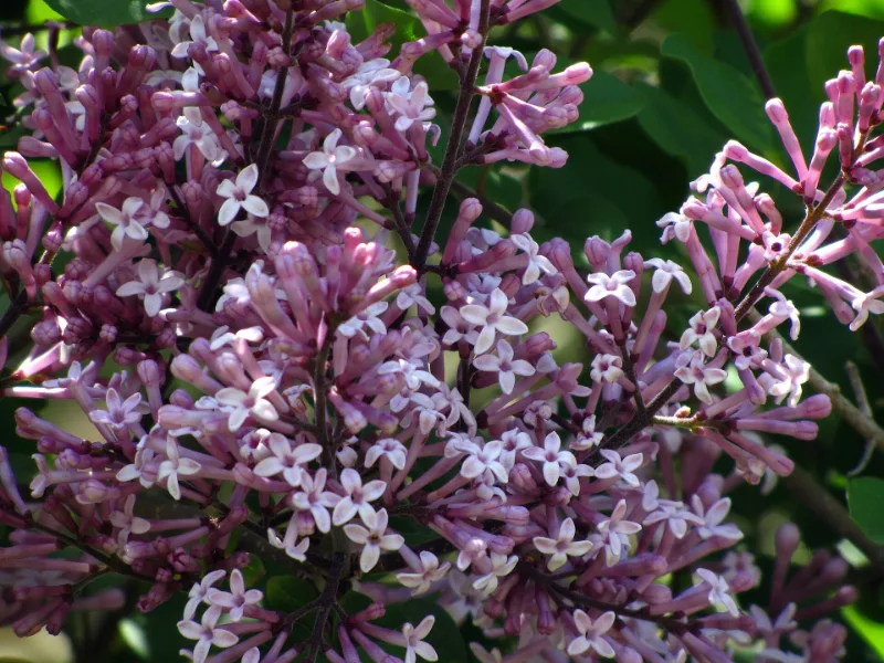 Dwarf Korean lilac 'Palibin' (Syringa meyeri 'Palibin') in flower