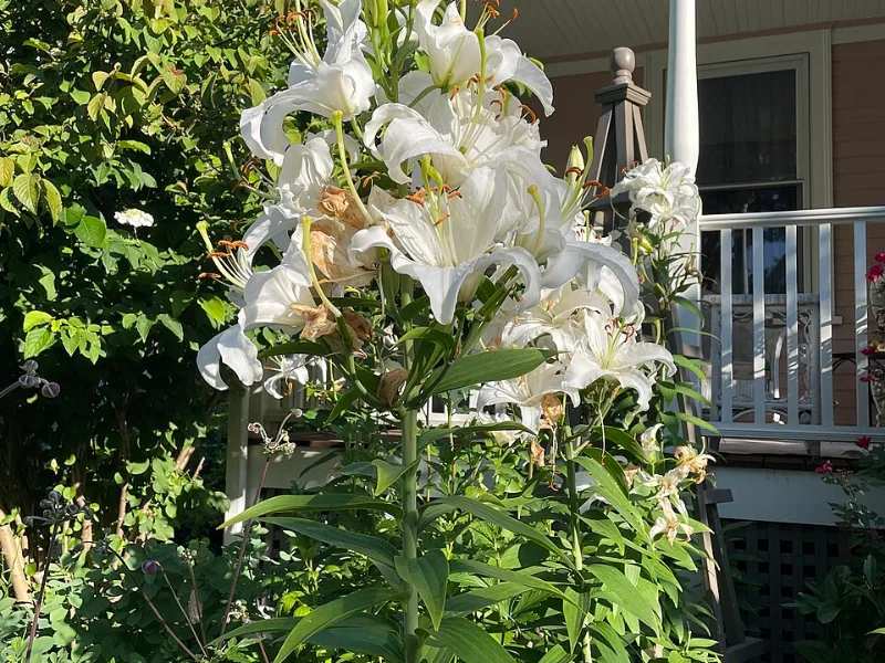 Oriental lily 'Casa Blanca' (Lilium 'Casa Blanca') in flower