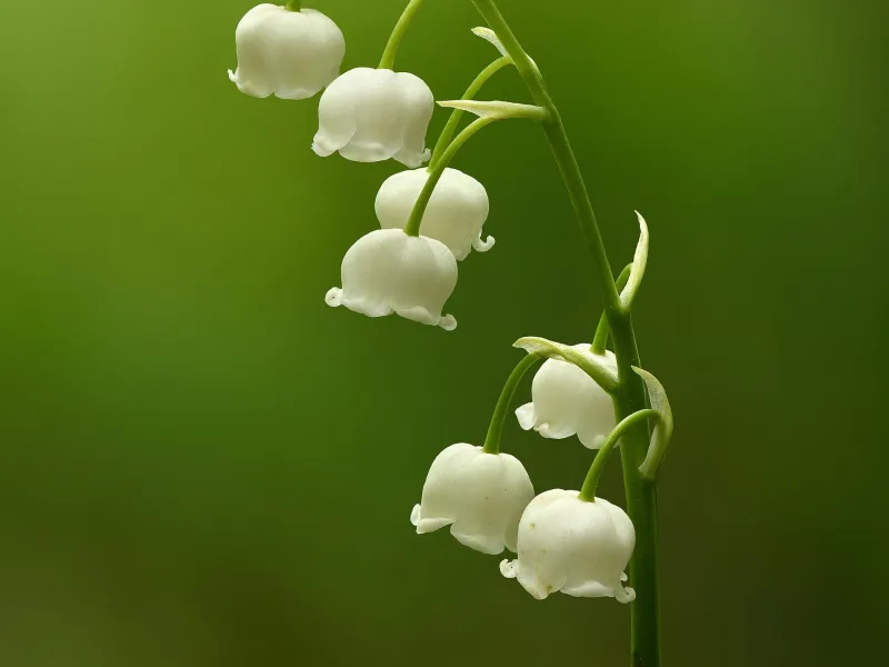 Lily of the valley (Convallaria majalis) in flower