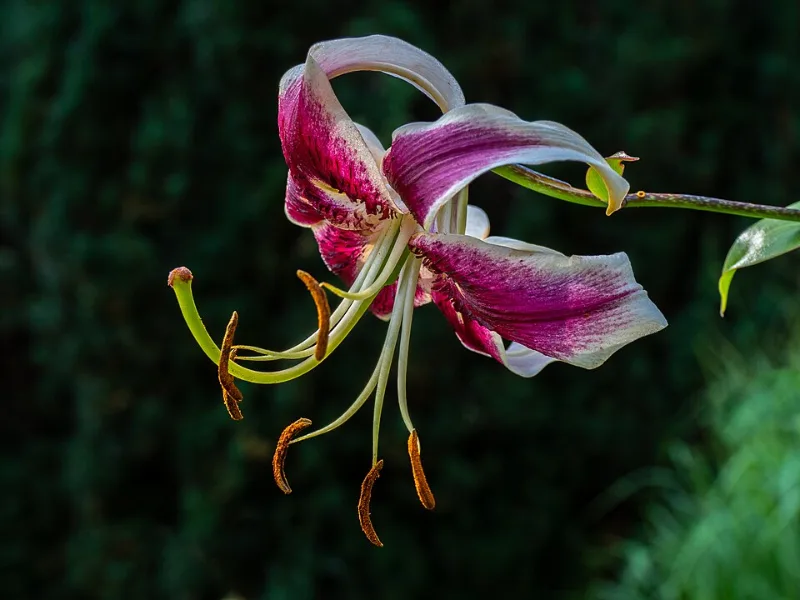 Oriental lily 'Stargazer' (Lilium 'Stargazer') in flower