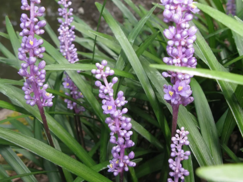 Lilyturf (Liriope muscari) in flower