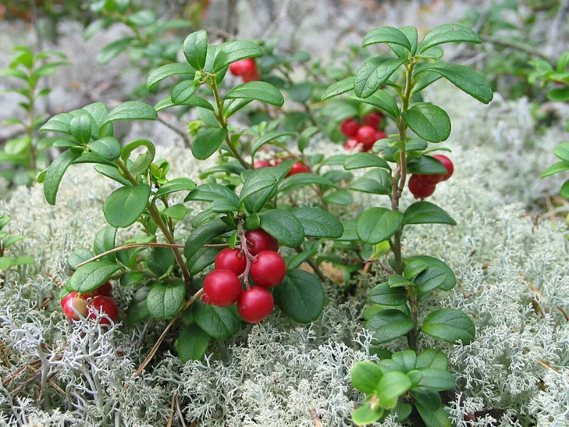 Lingonberry (Vaccinium vitis-idaea) in flower