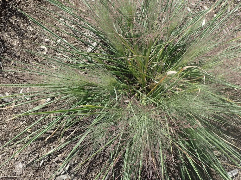 Little bluestem 'Standing Ovation' (Schizachyrium scoparium 'Standing Ovation') in flower