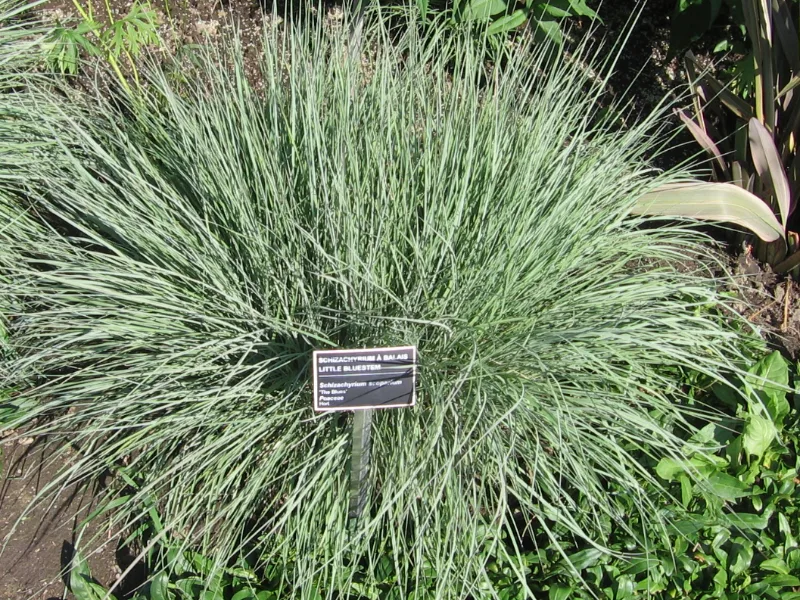 Little bluestem (Schizachyrium scoparium)