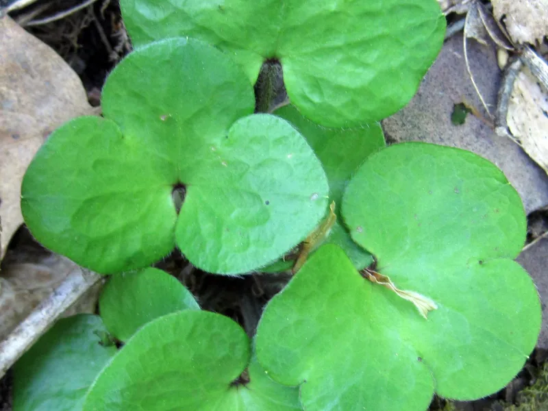 Liverleaf (Hepatica americana) in flower