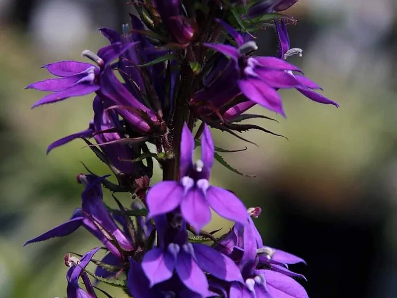 Purple lobelia (Lobelia x speciosa 'Vedrariensis') in flower