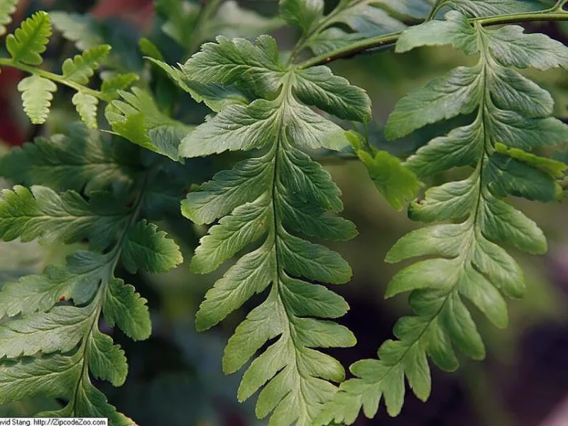 Log fern (Dryopteris celsa)