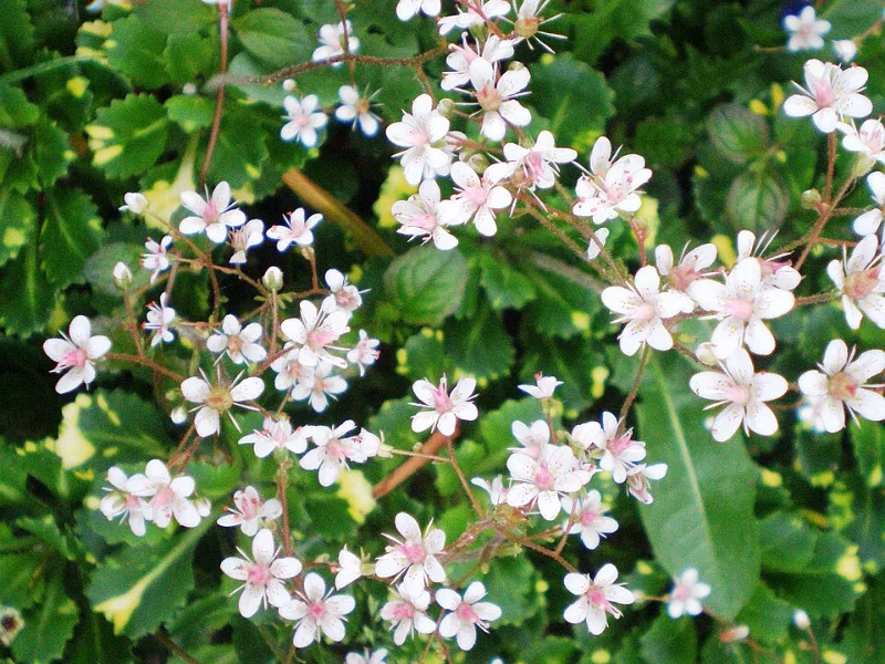 London pride (Saxifraga x urbium) in flower
