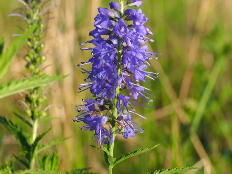 Long-leaved speedwell (Veronica longifolia) in flower