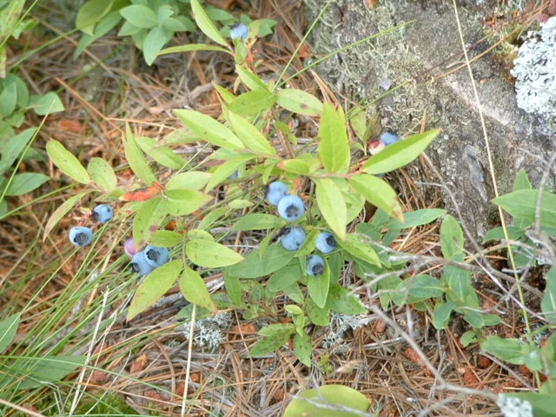 Lowbush blueberry (Vaccinium angustifolium) in flower