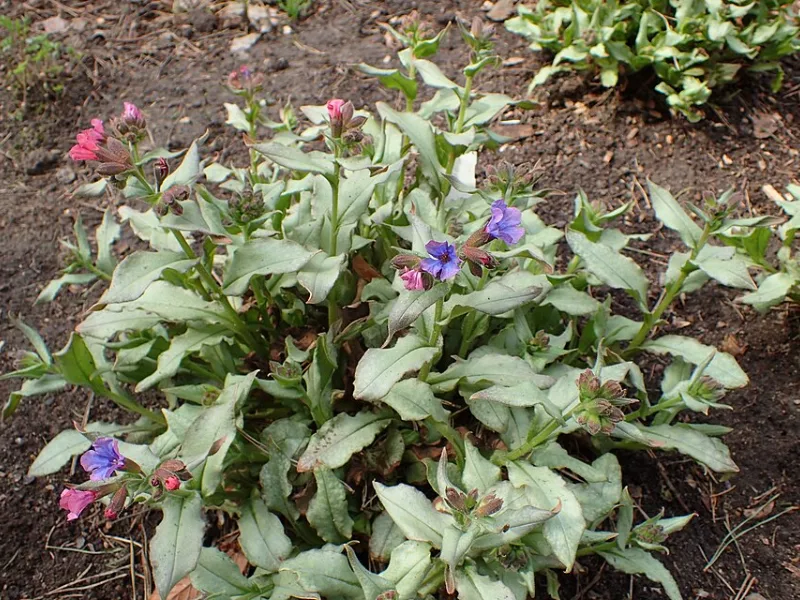 Lungwort 'Diana Clare' (Pulmonaria 'Diana Clare') in flower