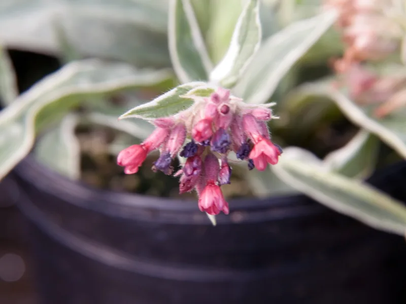Lungwort 'Raspberry Splash' (Pulmonaria 'Raspberry Splash') in flower