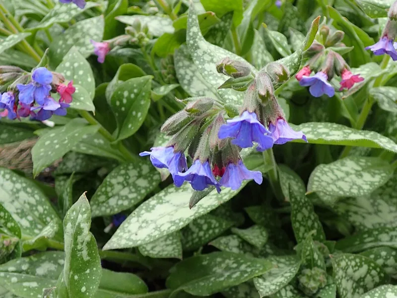 Lungwort 'Trevi Fountain' (Pulmonaria 'Trevi Fountain') in flower