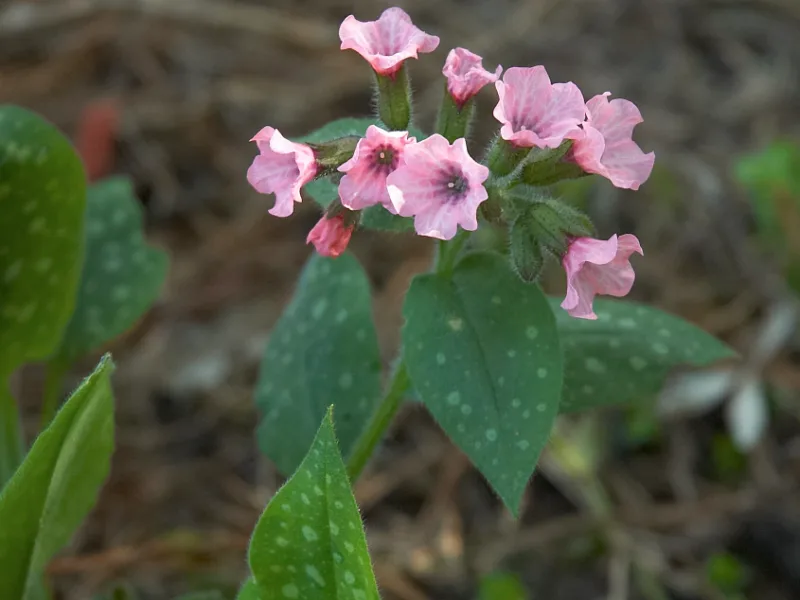 Lungwort (Pulmonaria saccharata) in flower