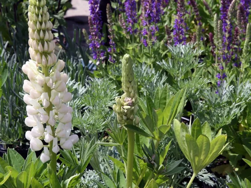Lupine Gallery Series (Lupinus (Gallery Series)) in flower