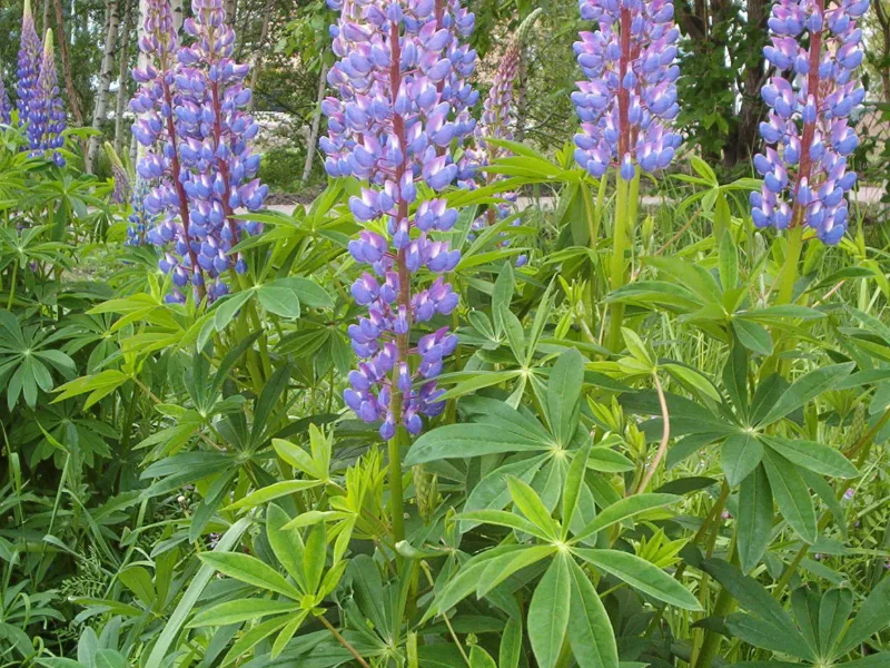 Lupine (Lupinus polyphyllus) in flower