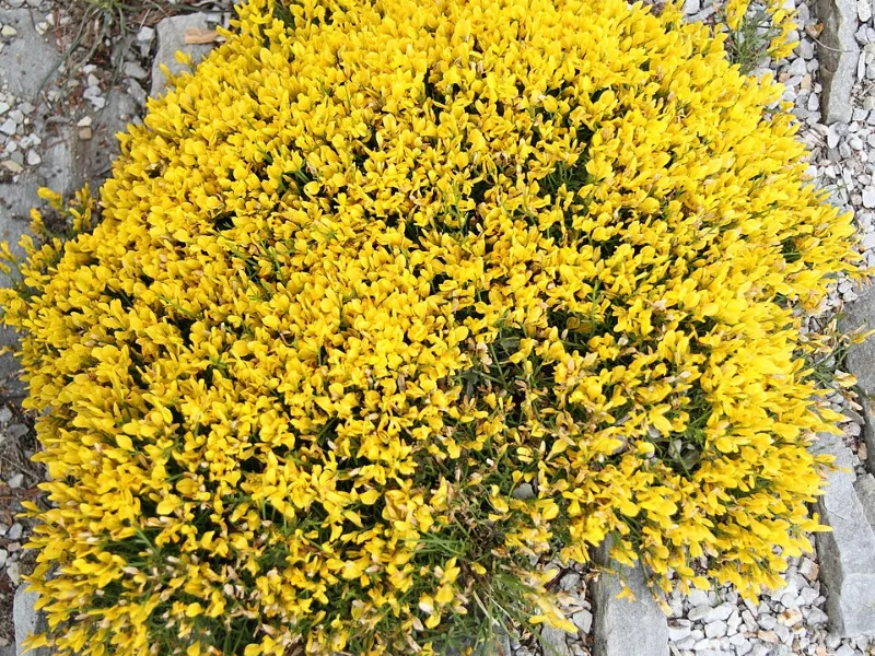Lydian broom (Genista lydia) in flower