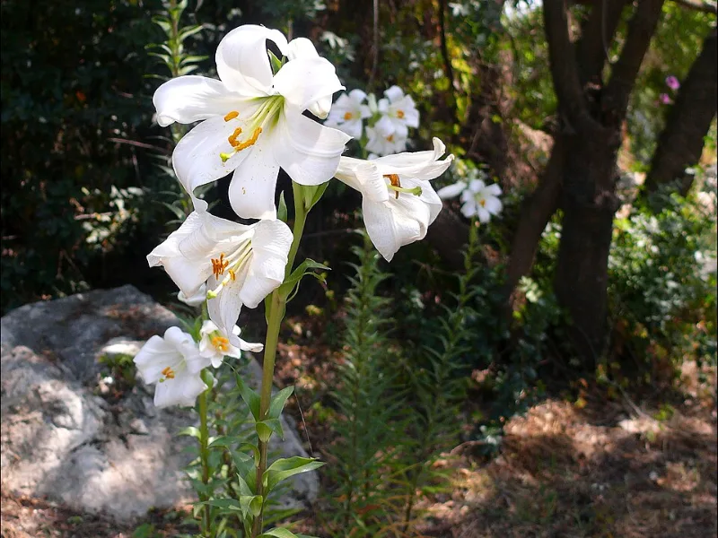 Madonna lily (Lilium candidum) in flower