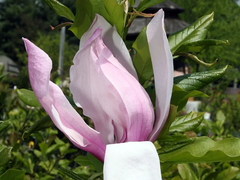 Magnolia 'Jane' (Magnolia 'Jane') in flower